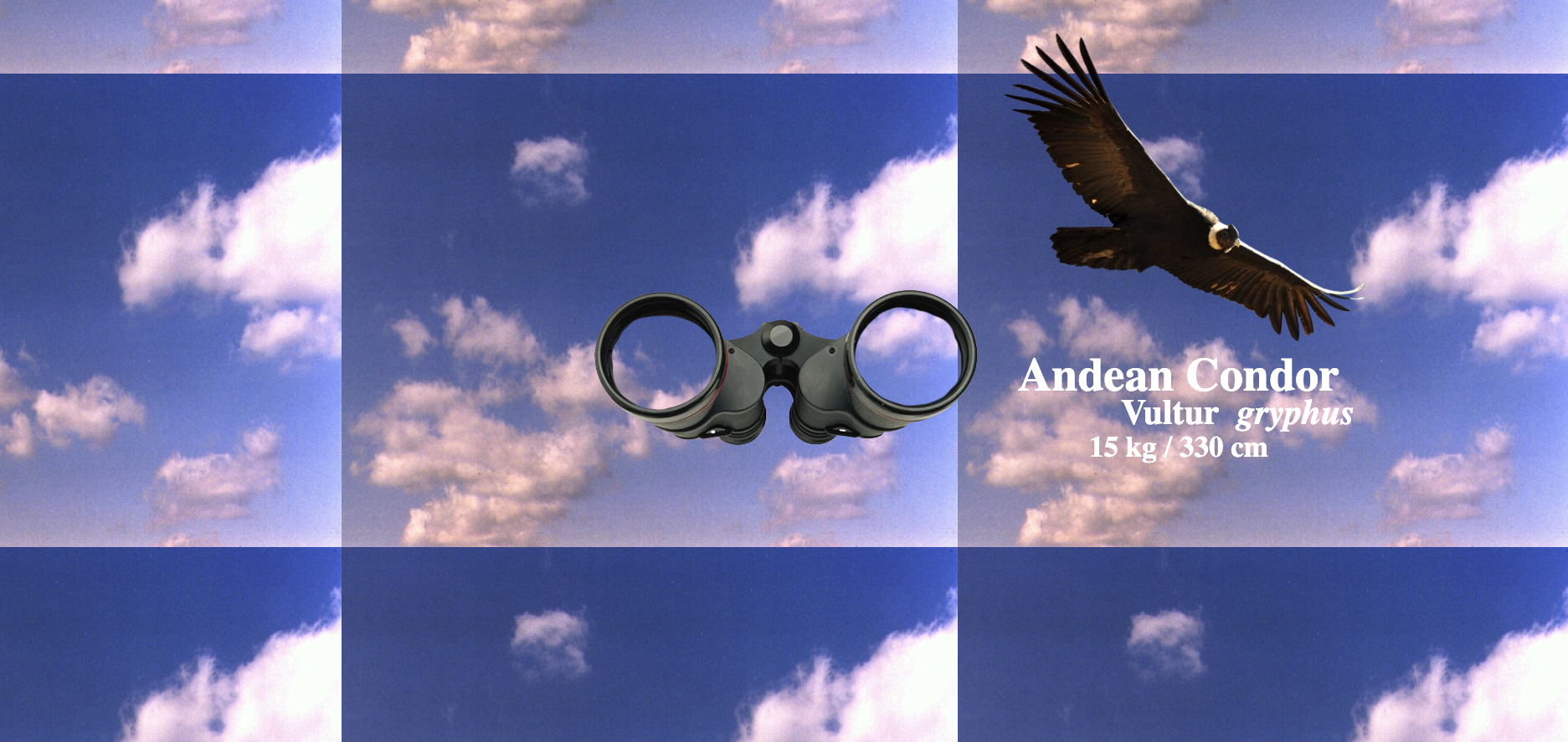 Featured iMy project from Week 2 of HTTPoetics, with the prompt of make a website that is WAY TOO BIG.mage for “HTTPoetics Week 2 Big Bird Website”